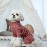 Качественная одежда для собак