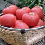 Как выбрать семена томата