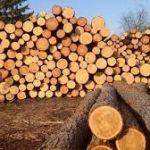 Оптові ціни на необроблену деревину на аукціонах у Харкові. Правила електронних торгів у 2022 році