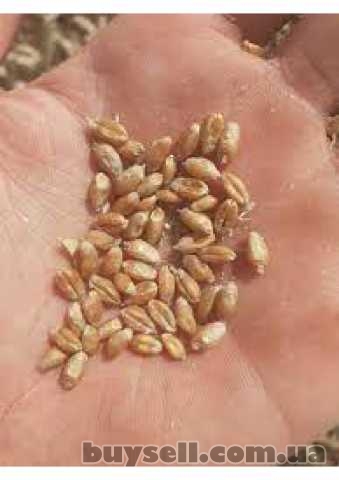 Продам пшеницю фуражну, Борзна, 5 грн