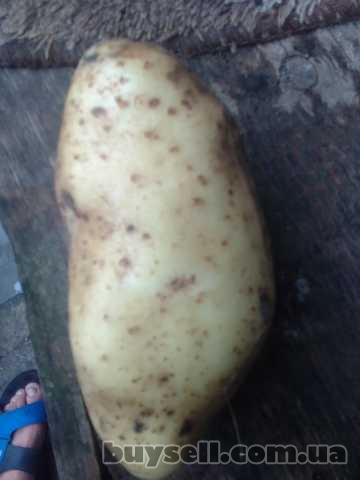 Продам велику картошку. 6, Лохвица, 7 грн