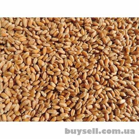 продам пшеницю фуражну, Барышевка, 6 000 грн