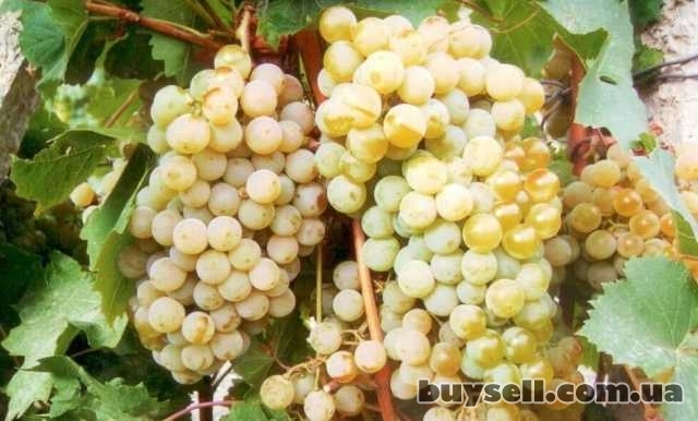 Продам виноград сорта первенец белого магорача, Беляевка, 15 грн