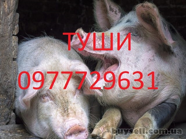 Свежое мясо свинины, Беляевка, 1 грн