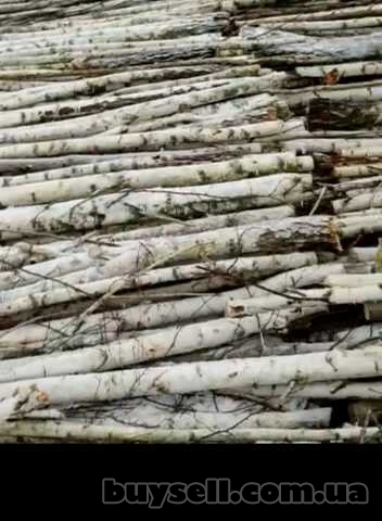 Березовы дрова, Рокитное, 1 200 грн