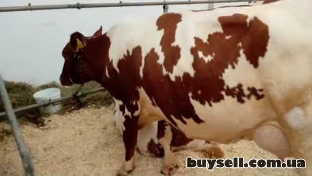 Корови молочної породи,   плем'я чистокровних Айширів, Арбузинка, 20 000 грн