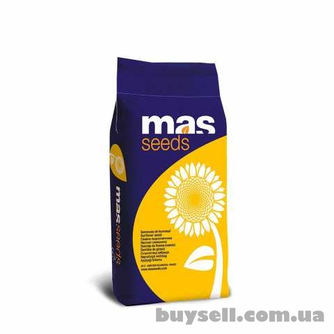 Купити насіння соняшника МАС 90, Синельниково, 3 500 грн