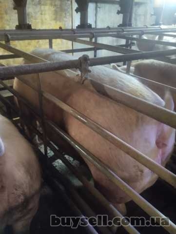 продам свиноматки, Звенигородка, 61 грн