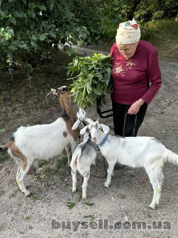 Продам козу з 2 козенятами(кізки)