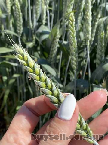 Семена пшеницы озимой Акапелла, Херсон, 1 грн