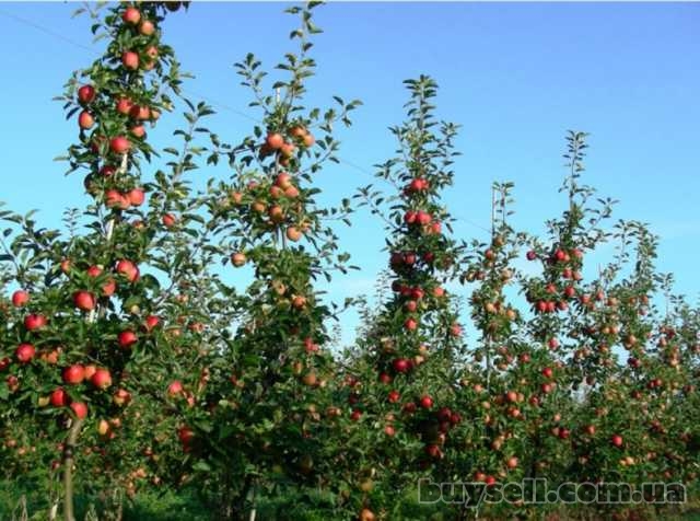 Набір бажаючих на збирання яблук у Польщі