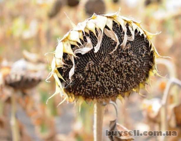 Семена подсолнечника под Гранстар | РОНА, Песочин, 2 600 грн