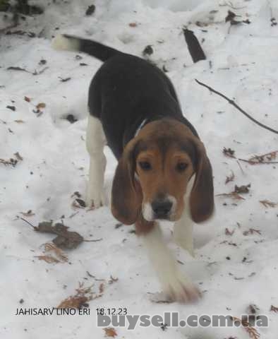 1 male Estonian Hound puppy,  with pedigree papers, Валка, 750 евро