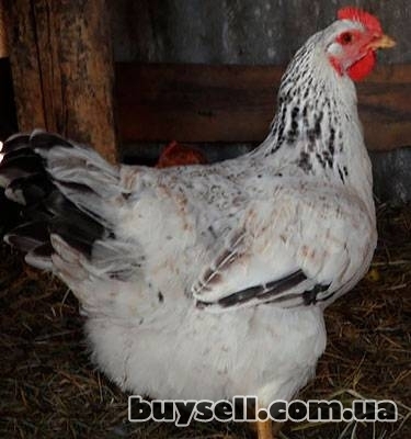 Інкубаційні яйця м'ясо-яєчних порід курей в інкубатор та під квочку, Брусилов, 20 грн