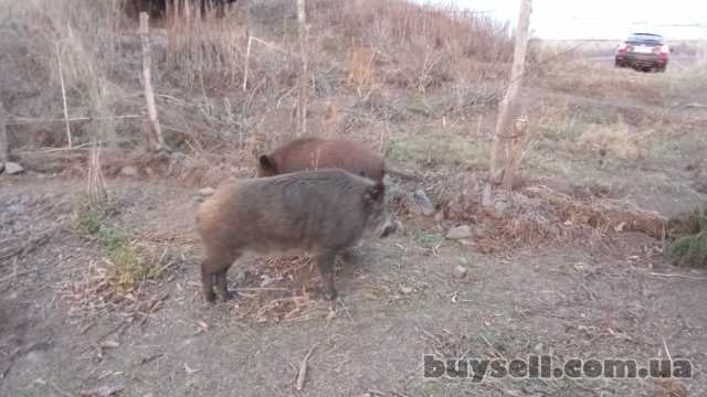 Продам диких свиней, Доманевка, 20 000 грн