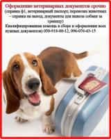 Оформлення ветеринарних та дозвільних документів для вашого улюбленця