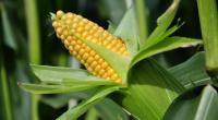 Продам жмых зародыша(кукурузы)  от производителя