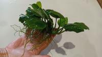 Анубиас нана,  растение для аквариумов