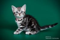 Праздничные скидки на  Американских короткошерстных котят-любимцев