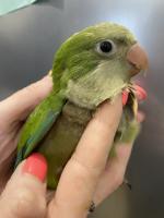 Продаются попугаи монахи – птицы очень обаятельные,  общительные,  дру