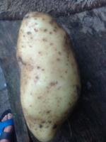 Продам велику картошку. 6