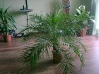 пальма Хамедорея