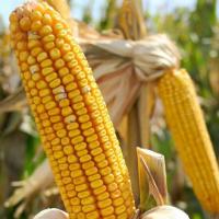 Семена кукурузы Фиеста  (ФАО 260)