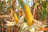 Продам высокопродуктивный посевной материал кукурузы