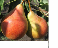 Продам  саженцы груш,  яблонь,  абрикосов и персиков
