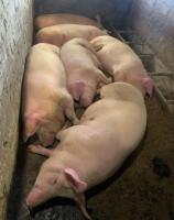 Продам свиней живым весом от 130 кг