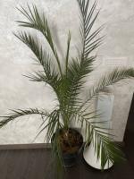 Продам саджанці єгипетської фінікової пальми