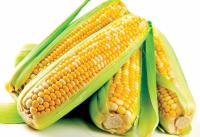 Насіння кукурудзи Саролта (SAROLTA)  ФАО 290