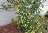 проростки  понцируса(дикого лимона)