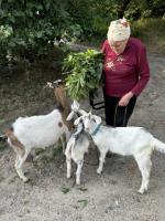 Продам козу з 2 козенятами(кізки)