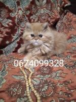 персидский котёнок
