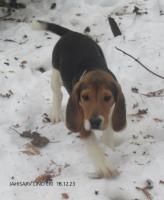1 male Estonian Hound puppy,  with pedigree papers