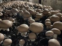 продам бизнес и комплекс по віращиванию грибов