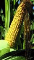 Зерно кукурудзи Оржиця 237 МВ