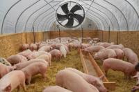 Вентиляція свиноферми,  Системи вентиляції в свинарнику,  свинокомплек