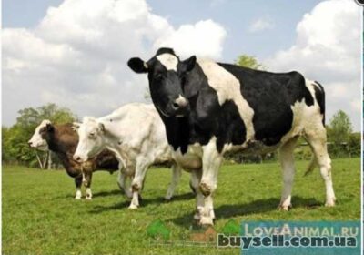 agrohozyaystvo_502_gektara_doneck_4014855