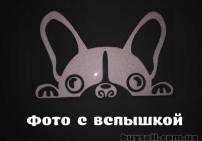 borispol-nakleyka_na_avto_sobaka_svetootrazhayuschaya_tyuning_avto_4053820
