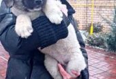 Цуценята кавказької вівчарки розплідник Star Escort