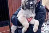 Цуценята кавказької вівчарки розплідник Star Escort