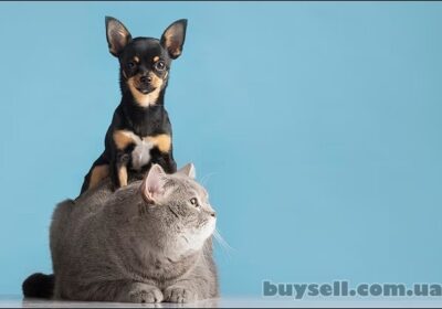 dnepropetrovsk-perevozka_sobak_i_koshek_iz_ukrainy_v_ssha_i_kanadu_s_Delivery_Animal_4058149