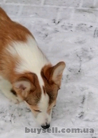 Шикарный Щенок Вельш Корги Пемброк