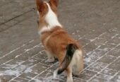Шикарный Щенок Вельш Корги Пемброк