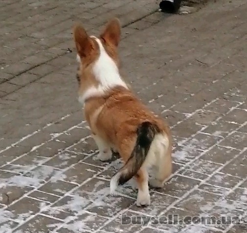 Шикарный Щенок Вельш Корги Пемброк