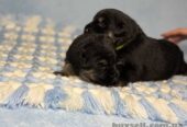 Cхідноєвропейська вівчарка
