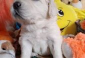 Цуценята золотистого ретрівера