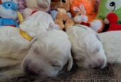 Цуценята золотистого ретрівера Ot Bahur